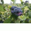 Buy seeds of large-fruited blueberry
