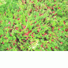 Harvesting of wild berries