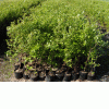 Seedings of garden blueberry