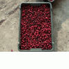 Mashed semi-finished from cranberry