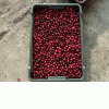 Cultivation of large-fruited cranberry,cranberry,Berries,